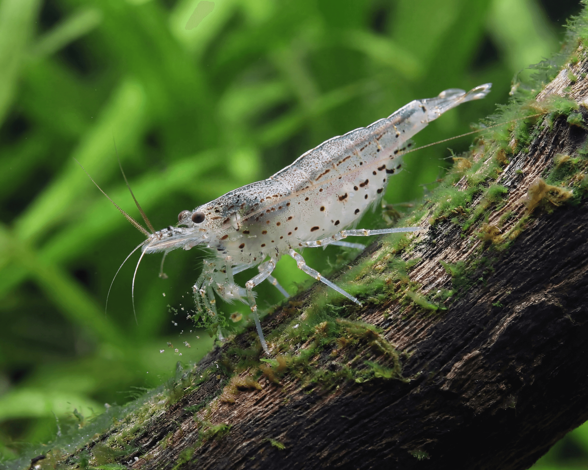 Should You Feed Shrimp in a Planted Tank? A Low-Waste Algae-Control Plan